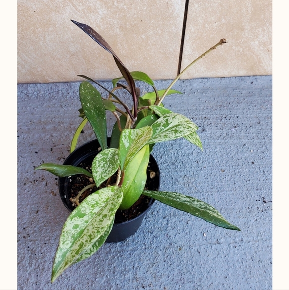 Hoya Publicalyx 3" pot - Picture 4 of 5